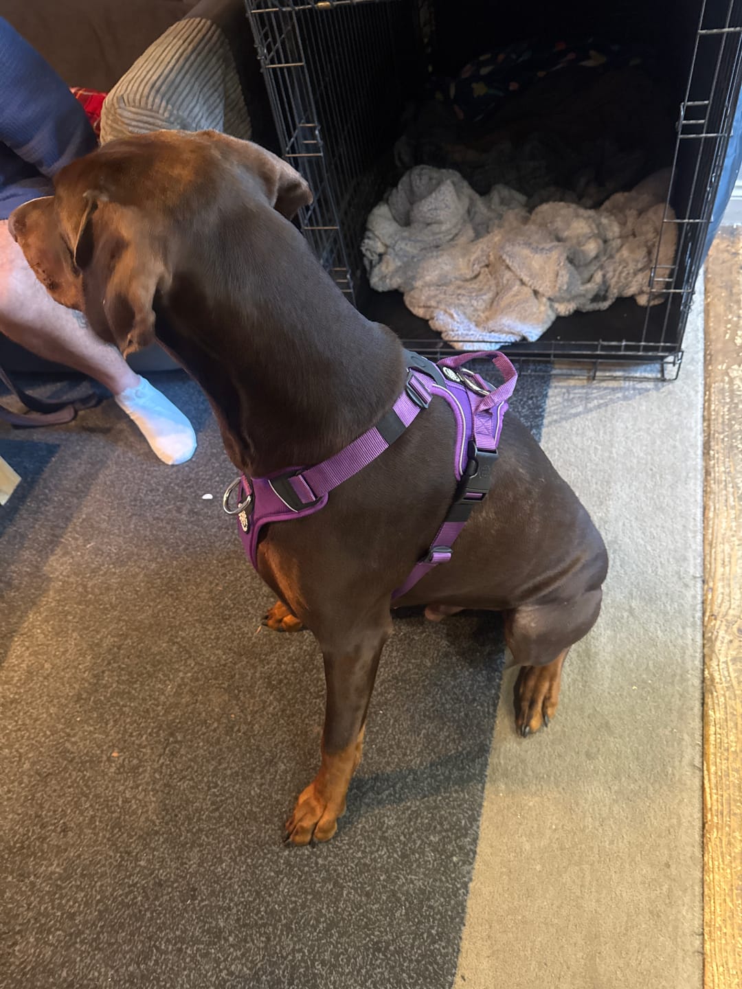 Customer photo review of Anti Pull Hurricane Harness Lighter | With Handle - Purple