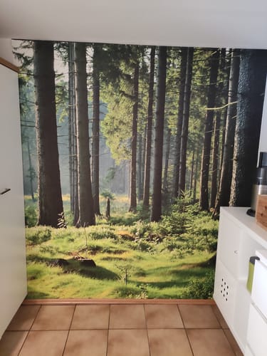 Customer photo review of Fototapete "Fichtenwald"