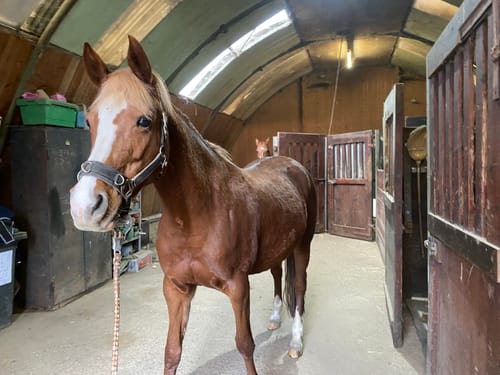 Customer photo review of Strotonin Horse Support