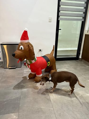 Perrito inflable navideño de un cliente, de pie en el interior junto a su perro real, que se le parece.