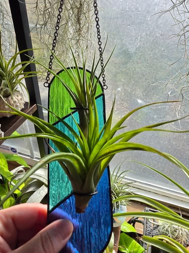 Customer photo review of B Quality Brachy Assorted Sizes 3 Pack  ($1 Per Plant)