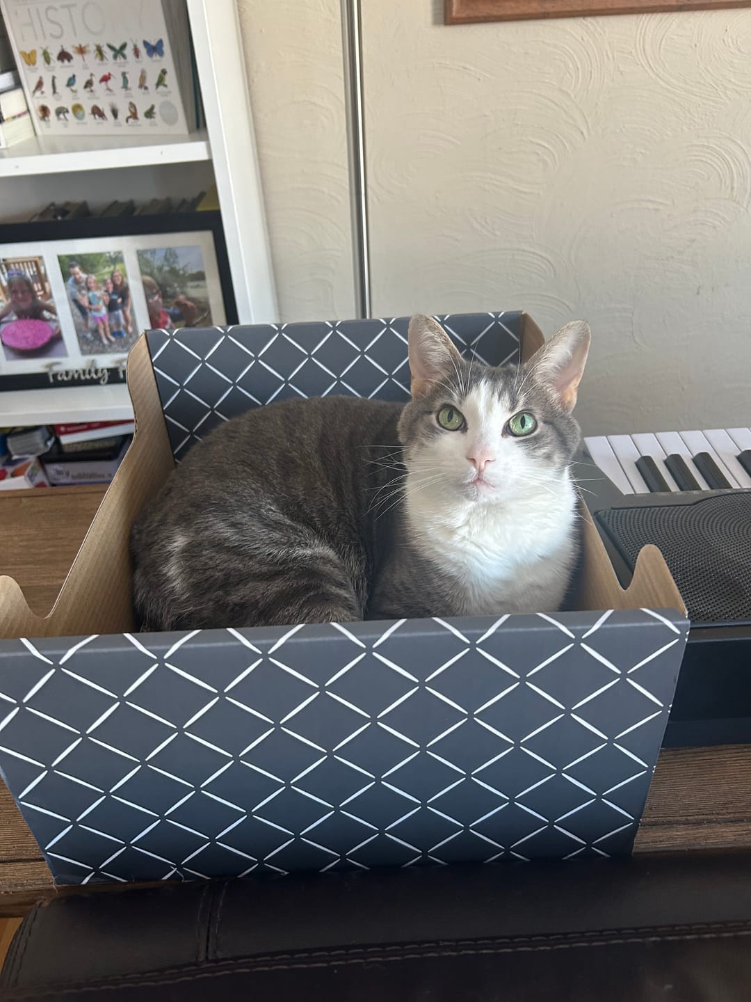 Customer photo review of Hide & Scratch Extra-Large Cat Scratcher Box