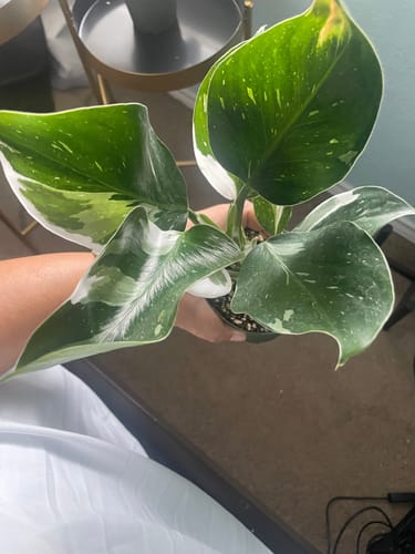 Customer holding their Philodendron 'White Wizard', showing the beautiful variegated green and white leaves from a top-down view.