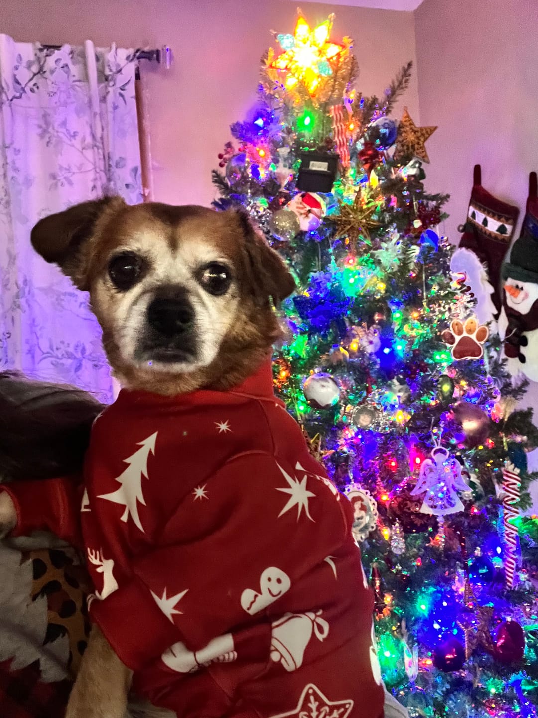 Customer photo review of Dog Christmas Pajama - Red Cheer
