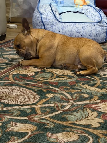 Customer's French Bulldog lies on a patterned rug chewing a Blueberry Yak Chew.