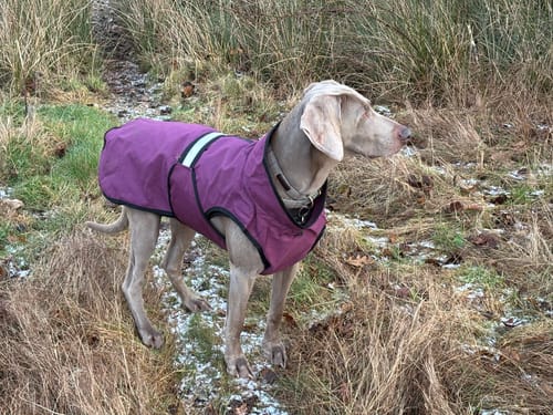 Customer photo review of 3-in-1 Dog Coat