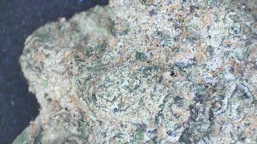 Customer photo review of Gold Spectrum THCA Flower (Exotic) - Godfather OG