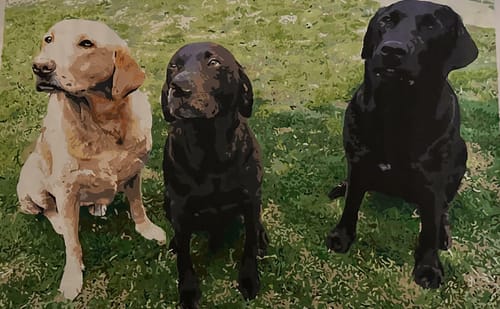 Customer photo review of Custom Pet Paint By Numbers