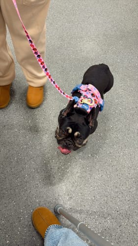 Customer photo review of Disney© Tough Trails™ Harness - Princess