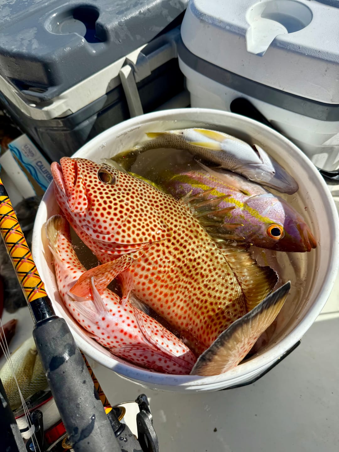 Customer photo review of Pre-tied Dropper Loop Rigs USA