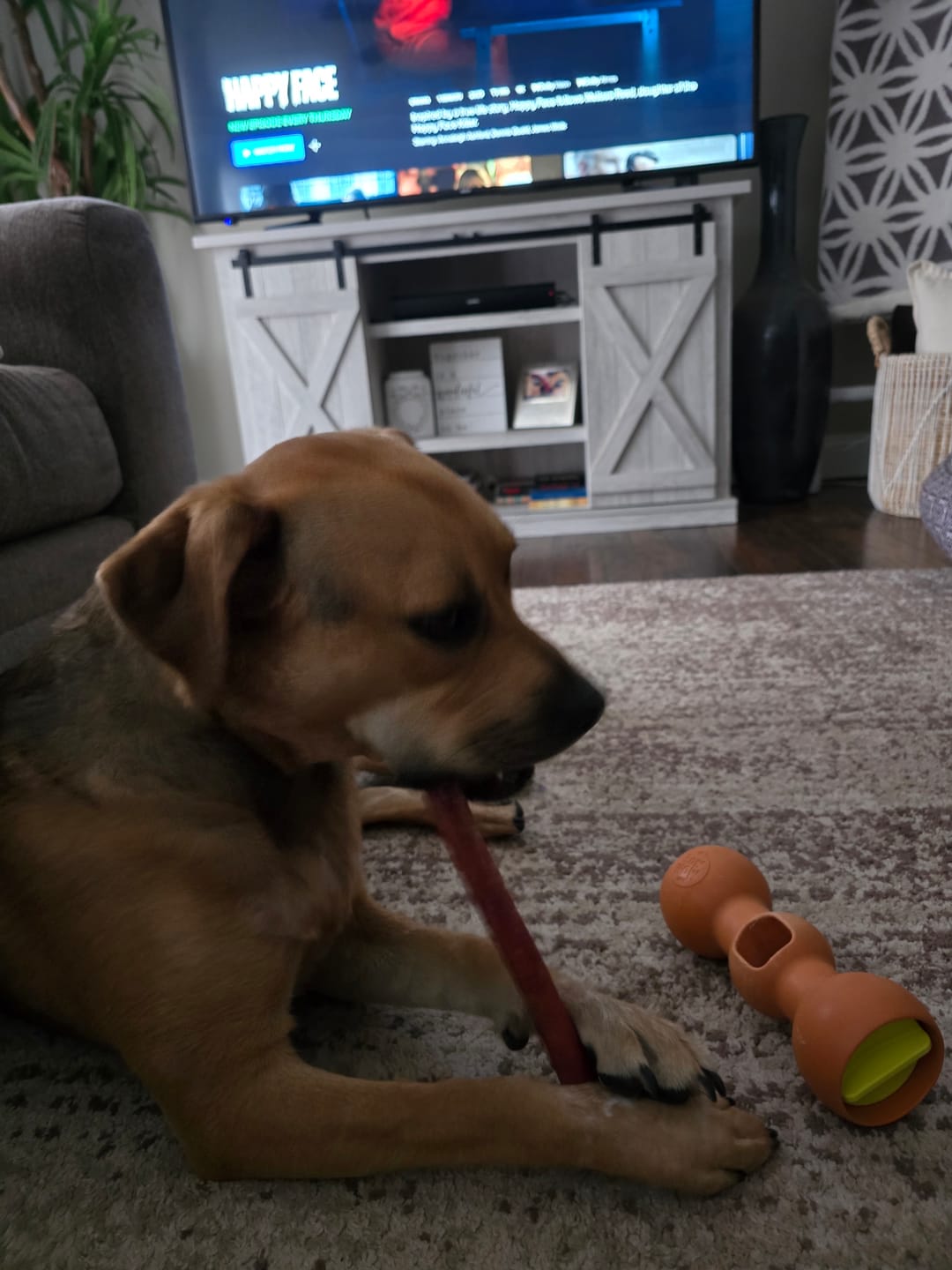 Customer photo review of 12 Inch Jumbo Bully Stick