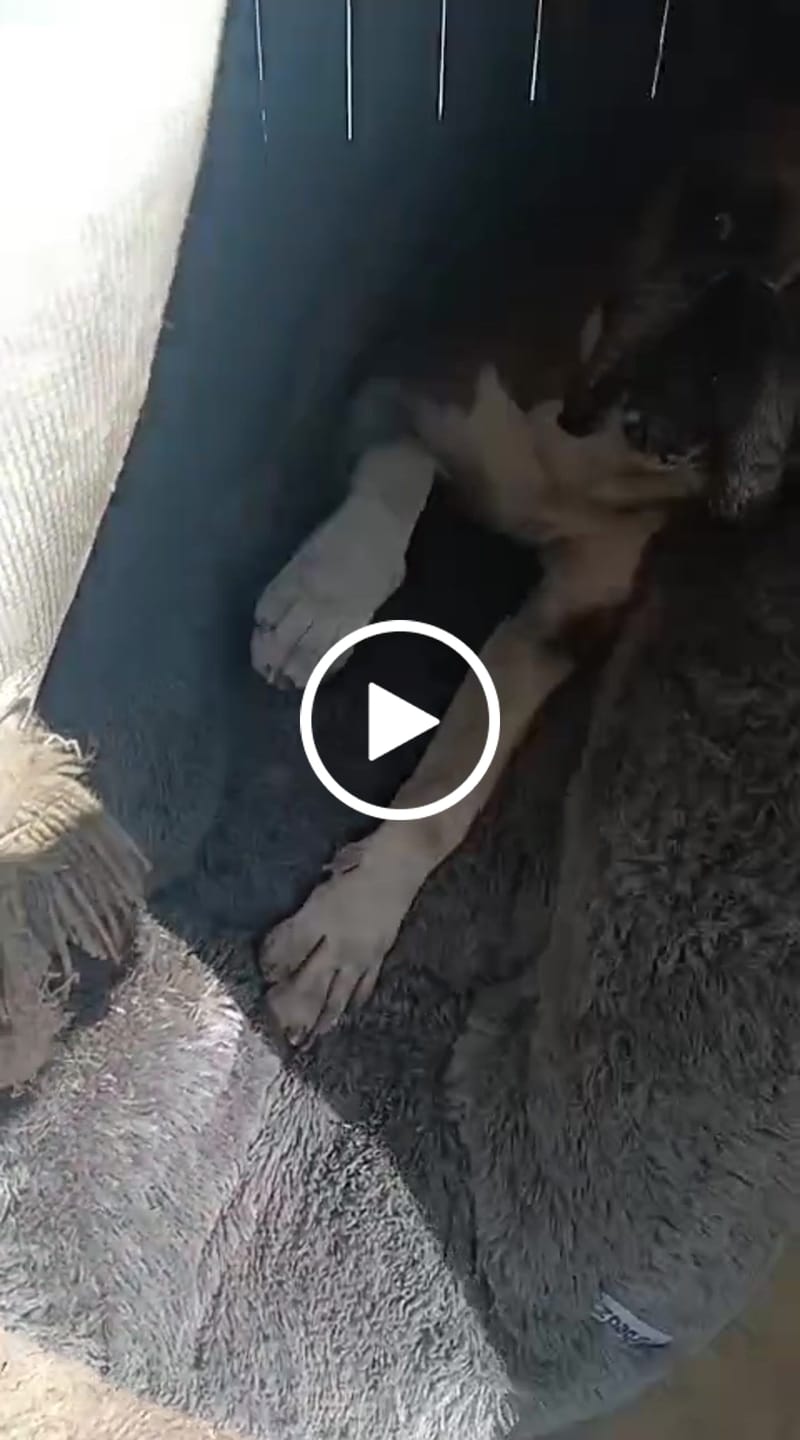 Customer video review of Funda Original para Cama Antiestrés para Perros