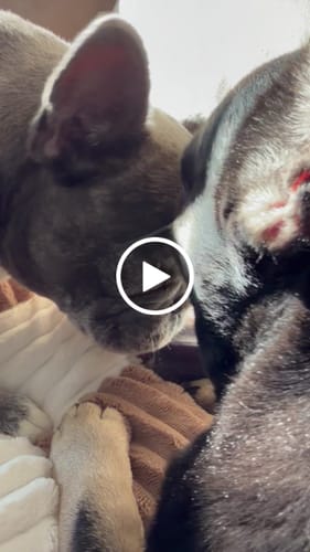 Customer video review of Blueberry Yak Chews