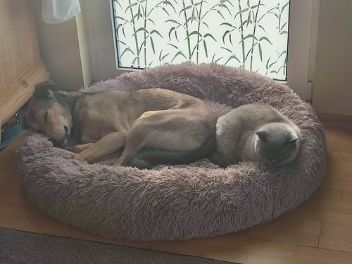 Customer photo review of Puppery Hundebett Wolke 7 - Das Original
