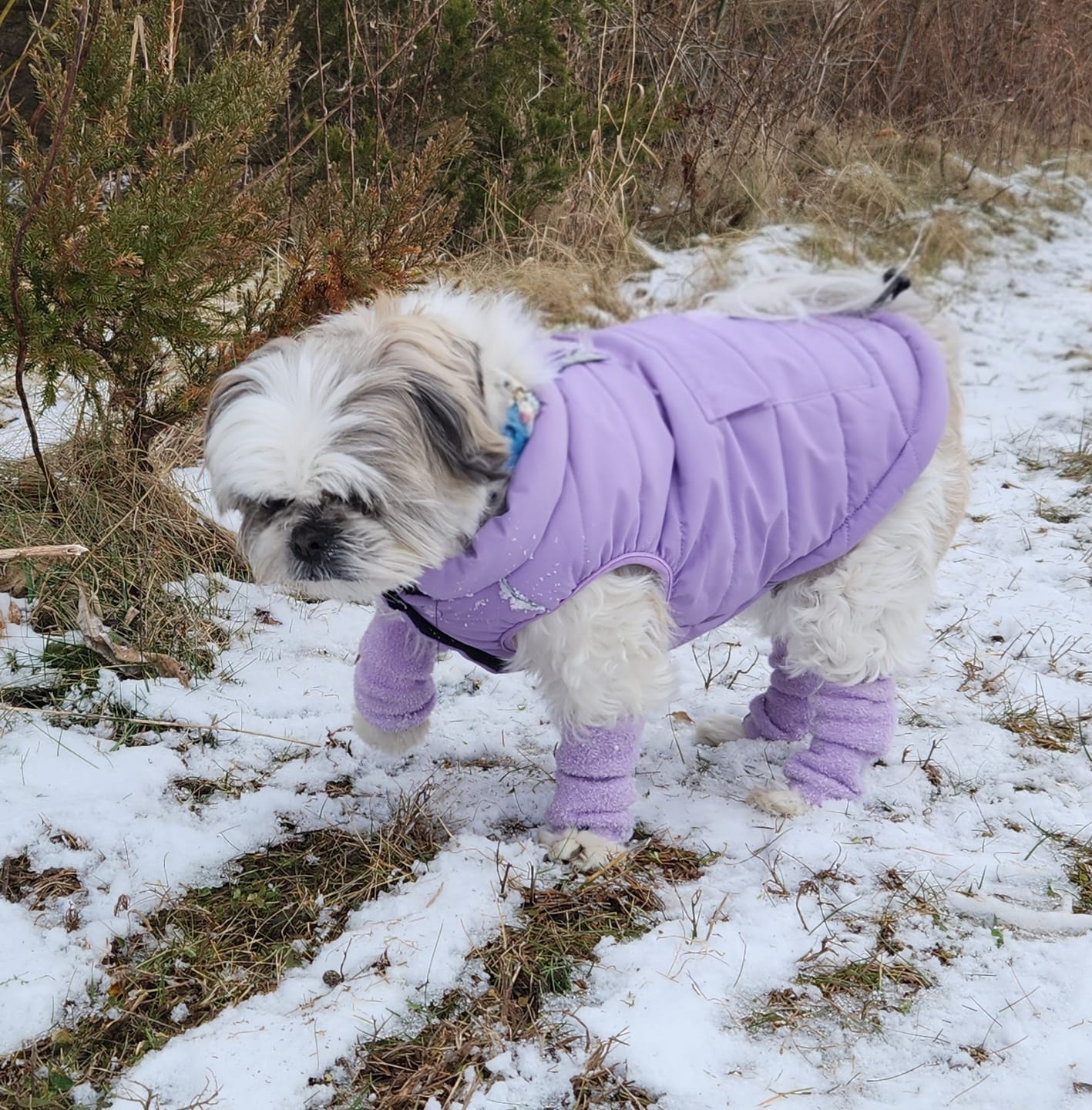 Customer photo review of WarmShield Water-Resistant Jacket - Lilac