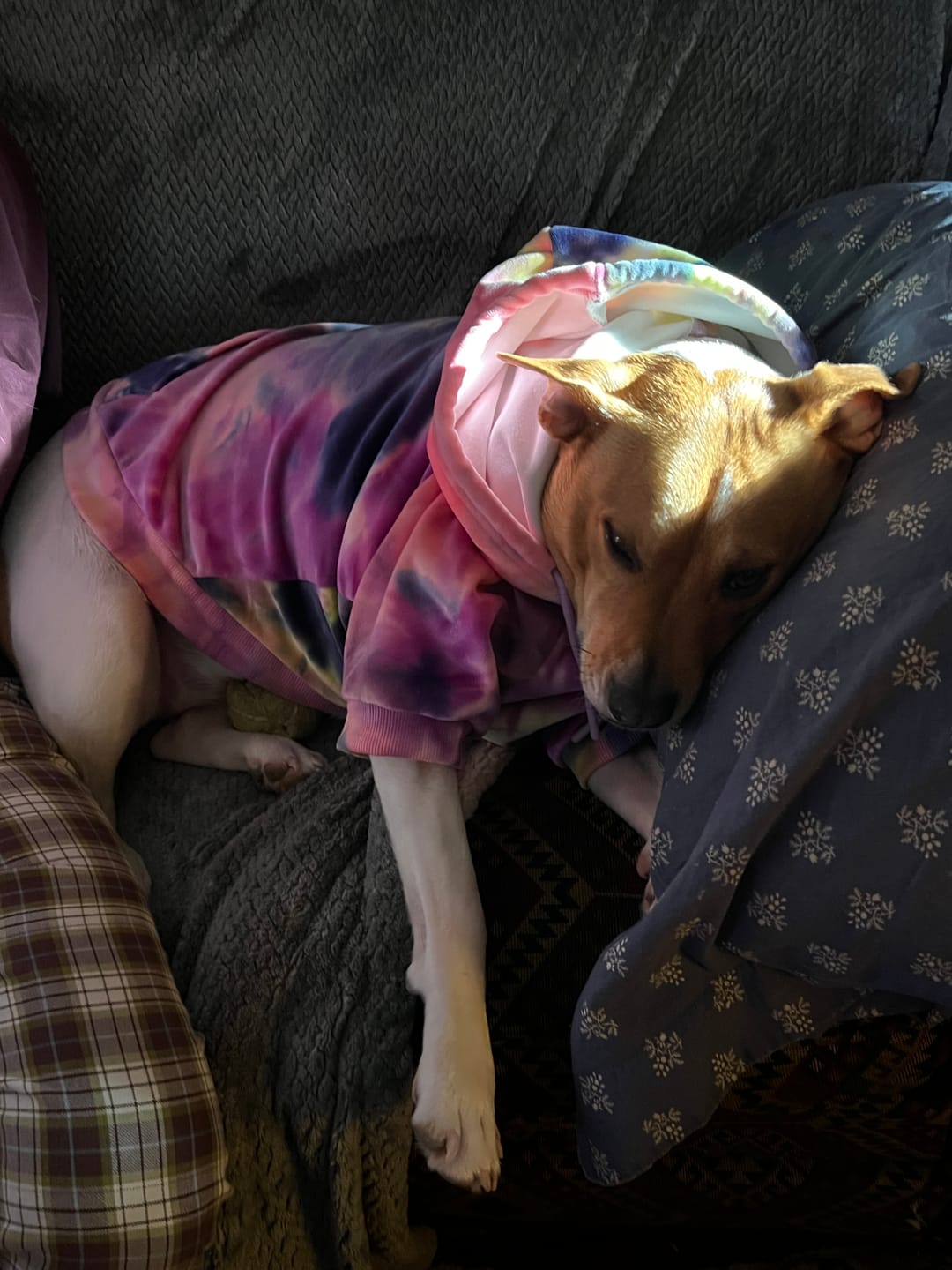 Customer photo review of Velvet Dog Hoodie - Berry Lemonade