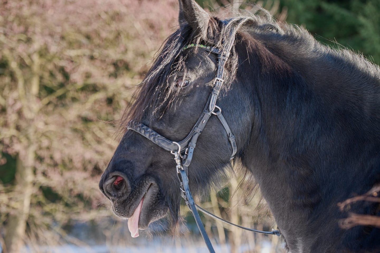 Customer photo review of Oliander Multi bridle - MASEGO bit to bitless system - SILVER