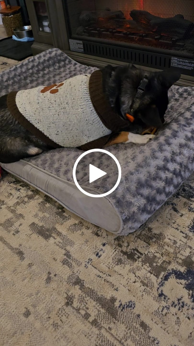 Customer video review of Ostrich Chunky Bones (5" x 2" - 2 Pack): The Long-Lasting, Flavor-Packed Bones for Medium to Large Dogs