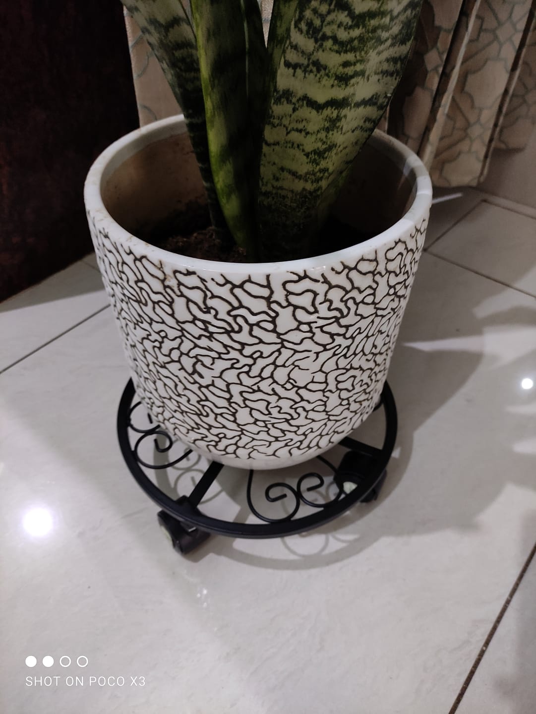 Customer photo review of TryGreen Luna Wheel Rolling Plant Stand for Planters