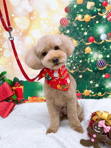 Customer photo review of FunFunPet 高機能ハーネス（お名前タグ作成サービス付き）