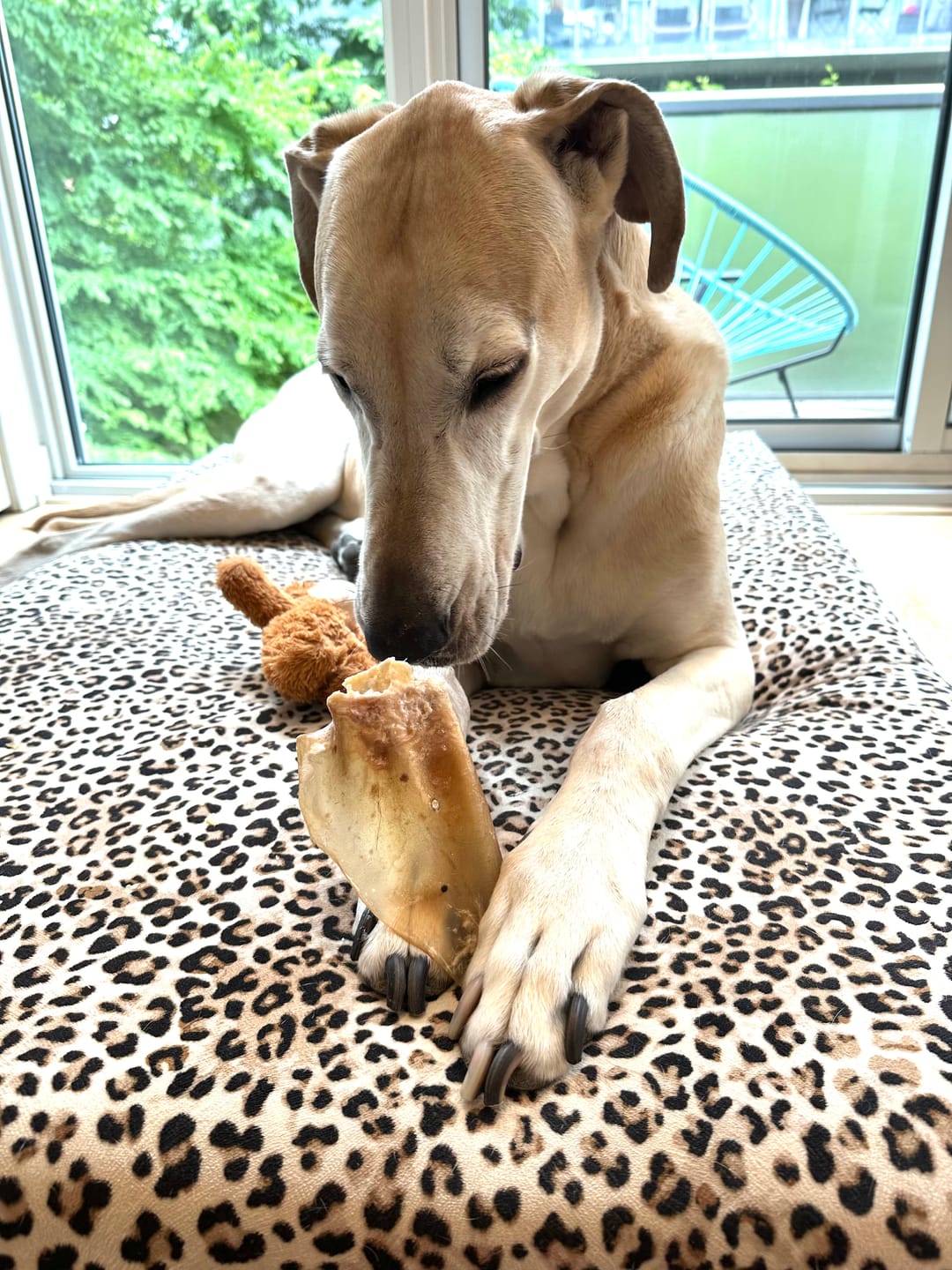 Customer photo review of Natural Cow Ear