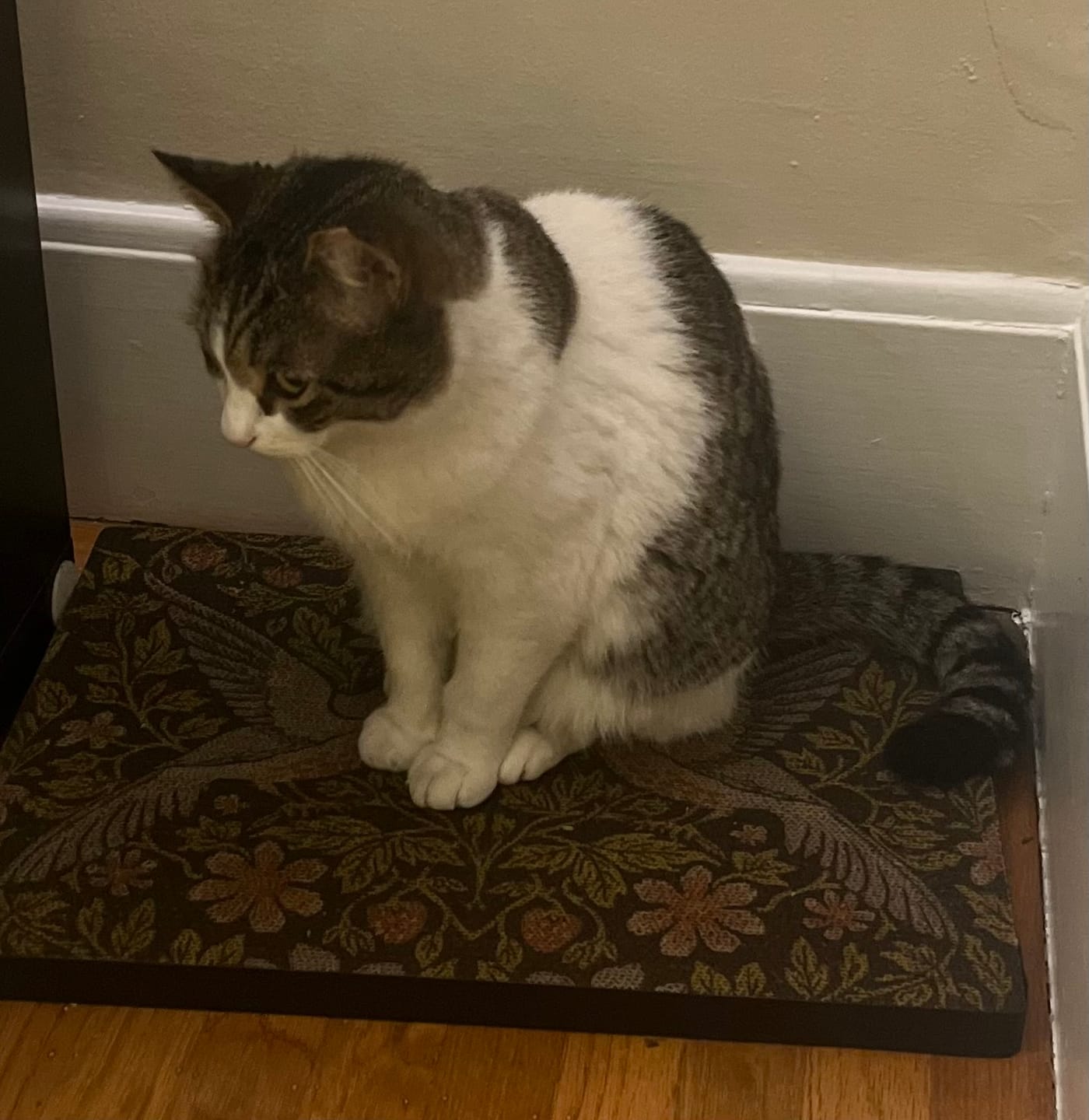 Customer photo review of Strawberry Vine - Luxury Cat Scratching Board