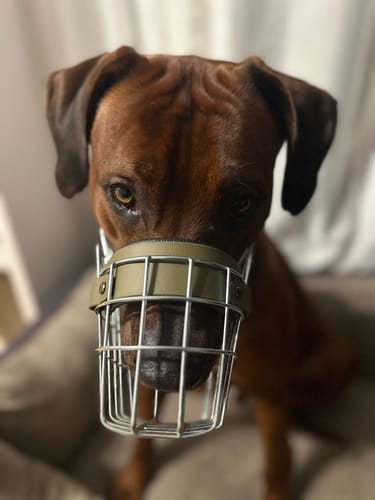 Customer photo review of Maulkorbberatung