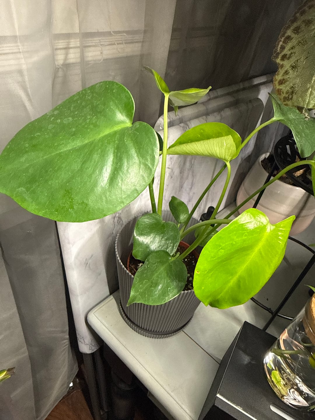 Customer photo review of Monstera Deliciousa Live Indoor Plant, Easy Care Low Light Houseplant, Air Purifier Monstera Gift Plant Mother's Day Pet Friendly Plant