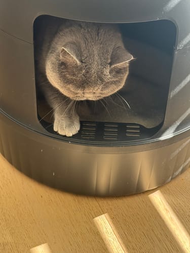 Customer photo review of 3 Month Supply - 1 Cat