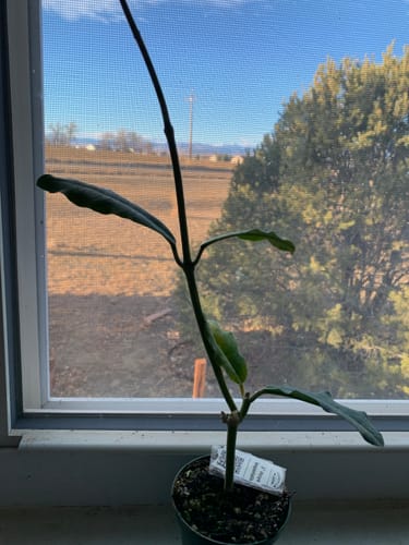 Customer's Hoya imperialis plant in a pot on a windowsill, featuring a tall, healthy vine.