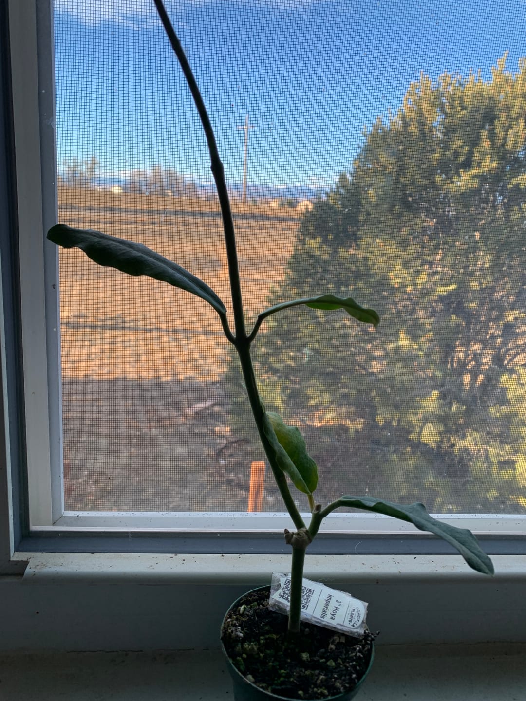 Customer photo review of Hoya imperialis