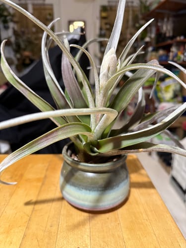 Customer photo review of Chiapensis Giant Form Offset *SALE!*