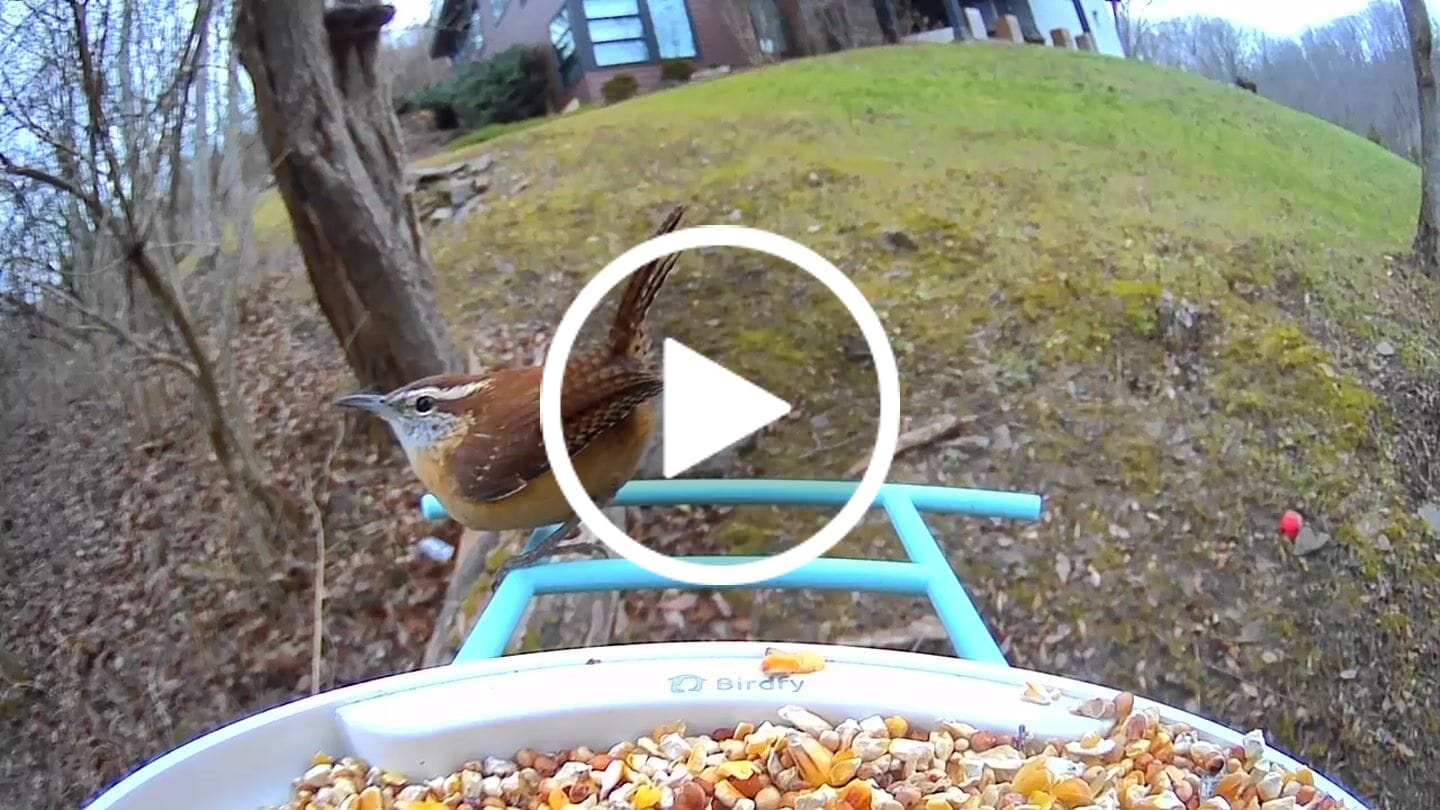 Customer video review of Birdfy Feeder - AI-Powered Smart Bird Feeder with Camera