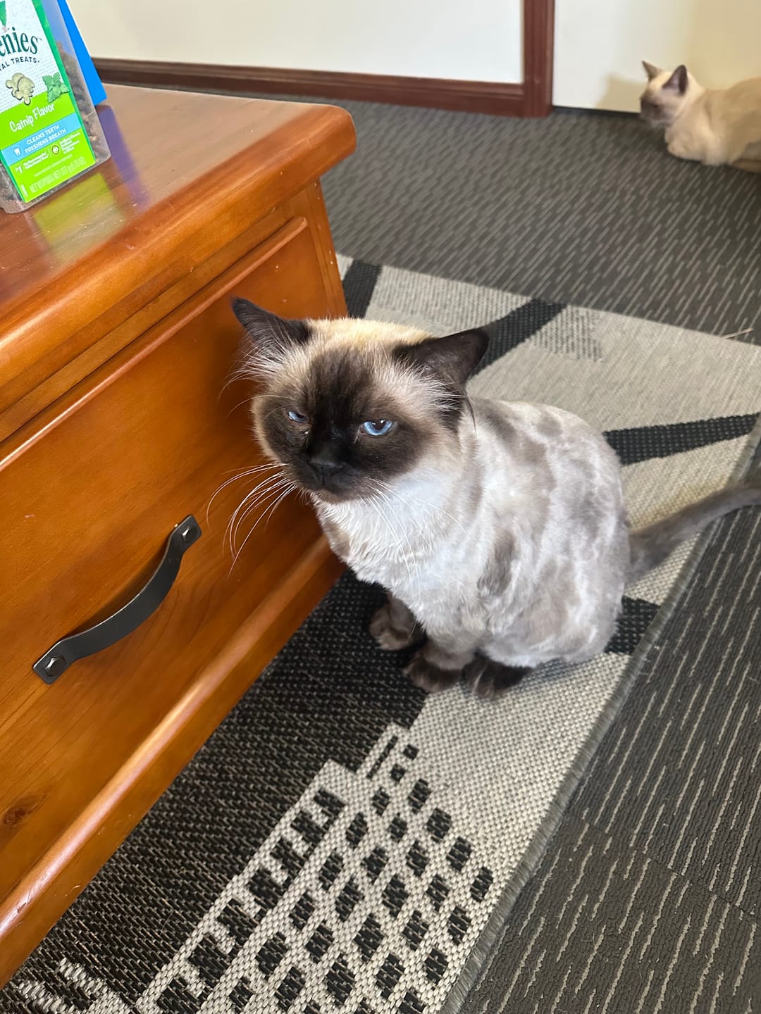 Customer photo review of The Original ClipMyPaws™ - World's Quietest Pet Hair Clipper