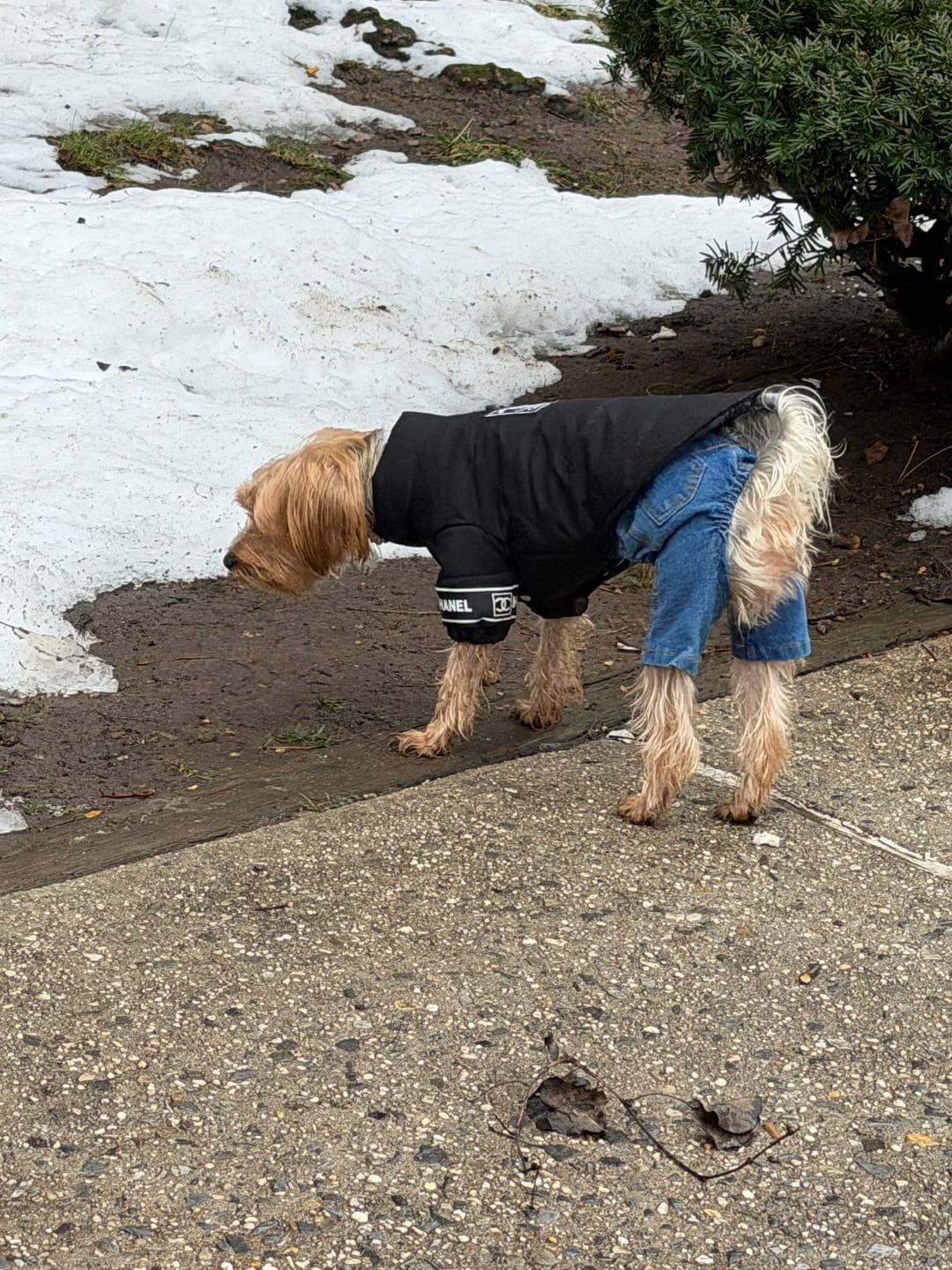Customer photo review of CC Doggo Classic Warm Fresh Jacket