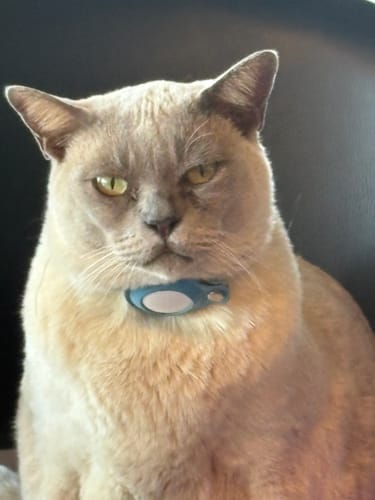 Customer photo review of Fit Litter