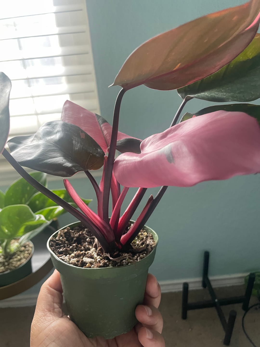 Customer photo review of Philodendron Pink Princess - 4"