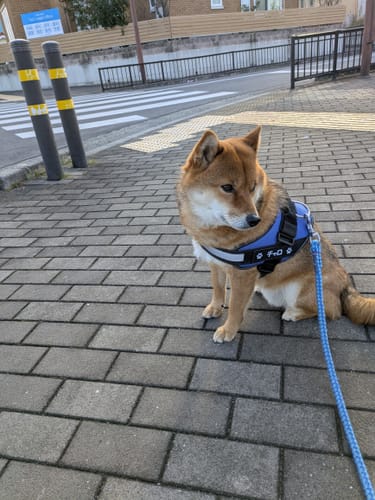 Customer photo review of FunFunPet 高機能ハーネス（お名前タグ作成サービス付き）