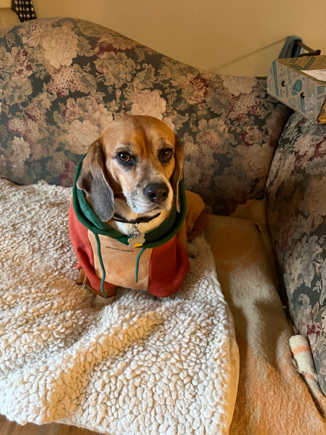 Customer photo review of Ranger Dog Hoodie
