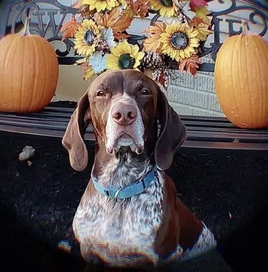 Customer photo review of Chicken Hearts Treats