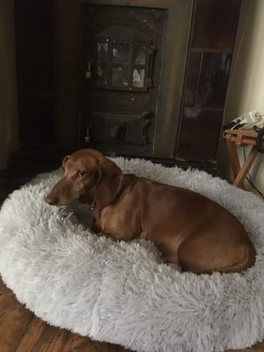 Customer photo review of Puppery Hundebett Wolke 7 - Das Original