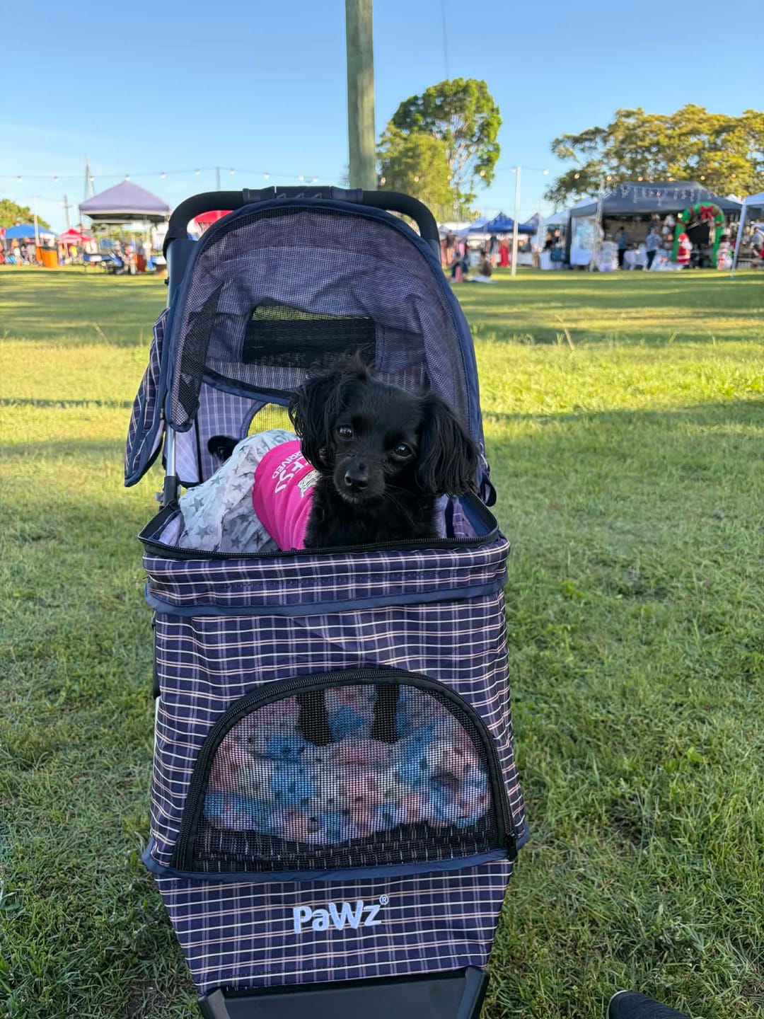 Customer photo review of Large Dog Stroller - 3 Wheels