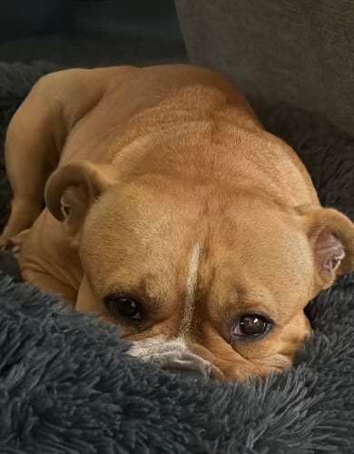 Customer photo review of Mein Hundelied - Personalisiertes Lied über den eigenen Hund