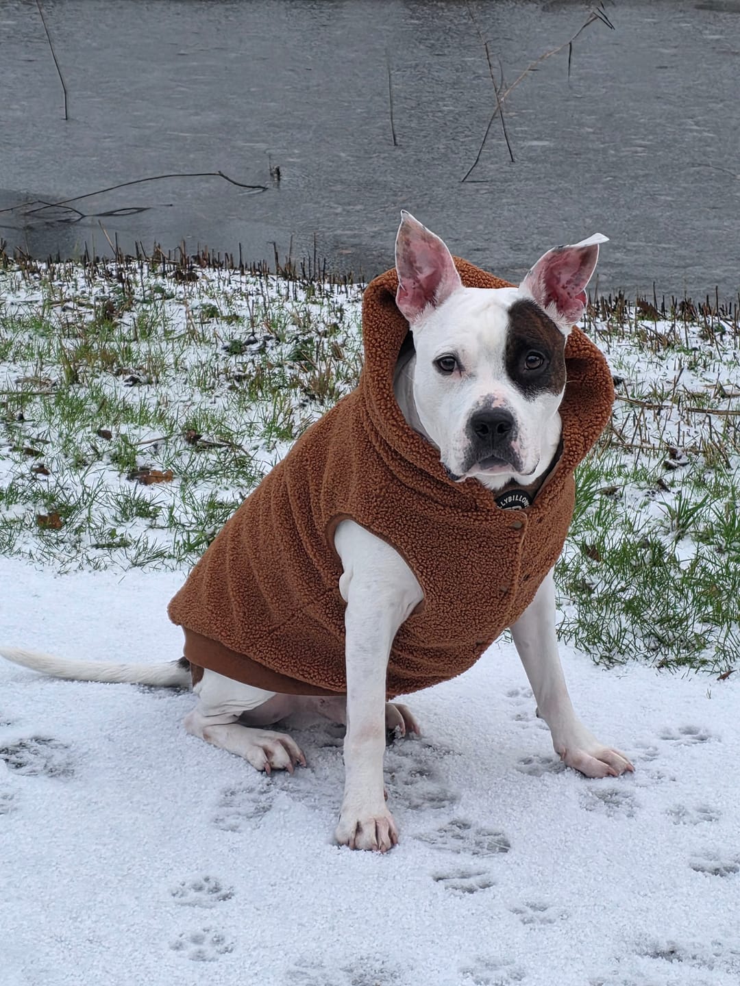 Customer photo review of Teddy Sherpa Fleece Dog Jacket - Brown