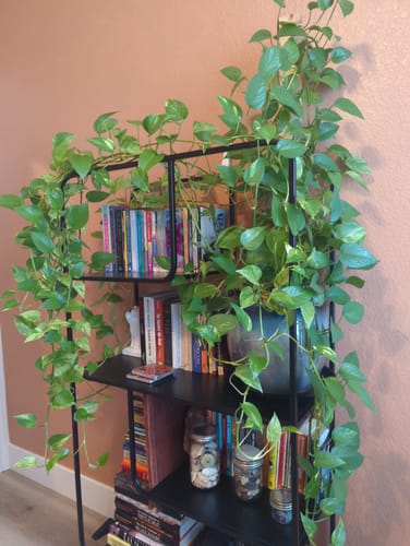 Reviewer's healthy, lush pothos plant thriving on a bookshelf after using the Plant Food.