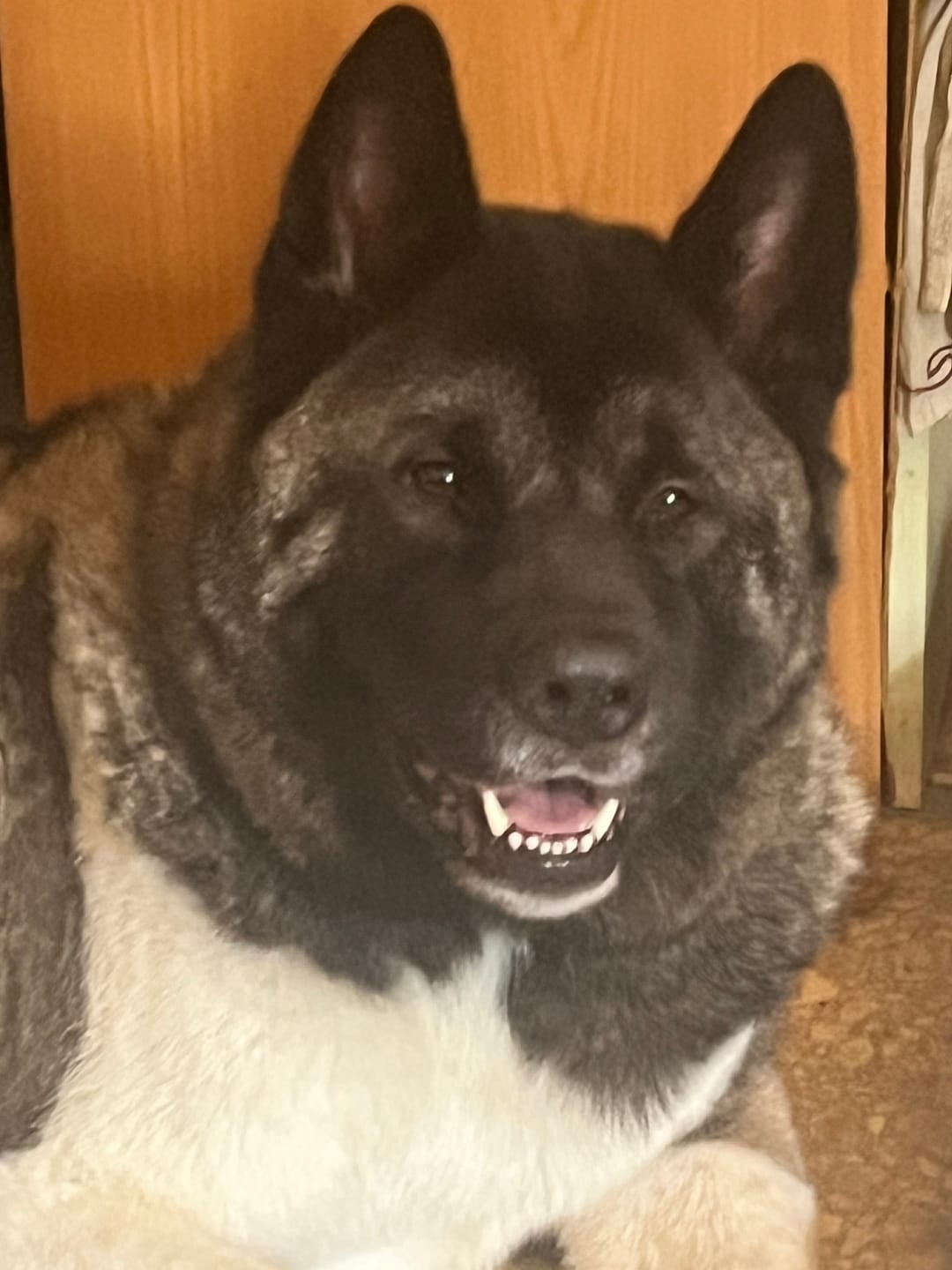 Customer photo review of Dog Dewormer Treatment - Broad Spectrum Canine Wormer