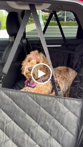 Customer photo review of 4Knines Hard Bottom Extender Car Seat Cover for Dogs - Regular