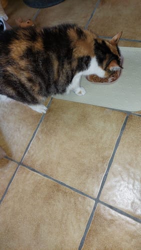 Customer photo review of Patsli® Move