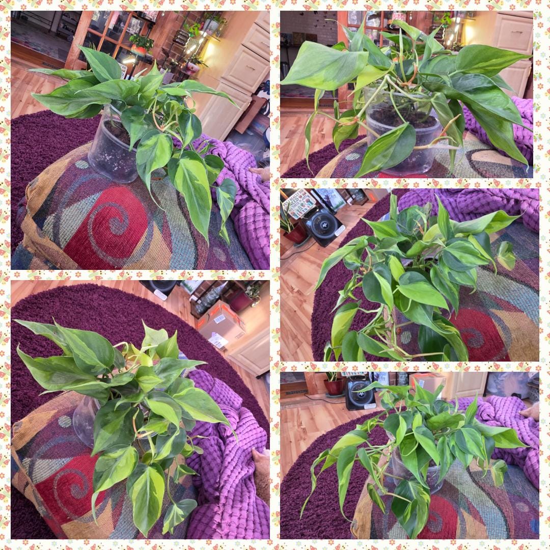 Customer photo review of Philodendron hederaceum 'Brasil'