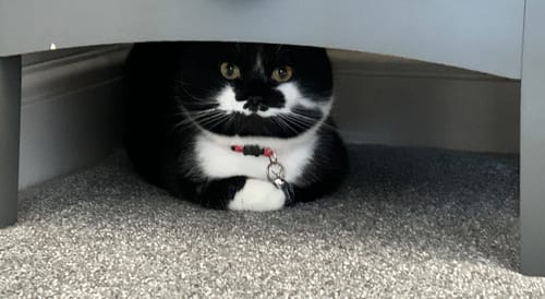 Customer photo review of 1 Month Supply – 1 Cat